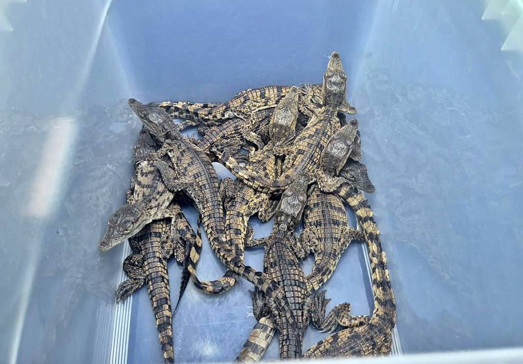 Ülkeye bavulun içinde timsah sokmaya çalıştılar! 12'si canlı, 5'i ölü ele geçirildi 6